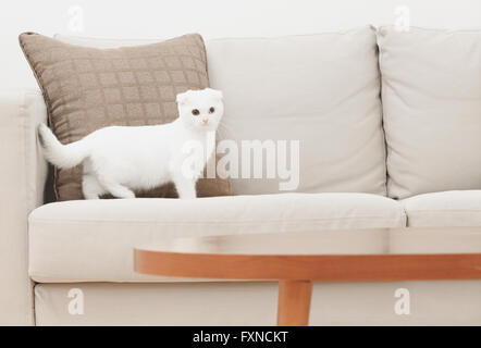 Scottish Fold gatto nel soggiorno Foto Stock