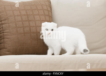 Scottish Fold gatto nel soggiorno Foto Stock