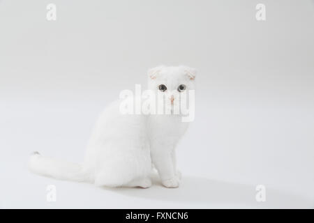 Scottish fold Foto Stock