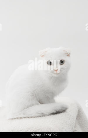 Scottish fold Foto Stock