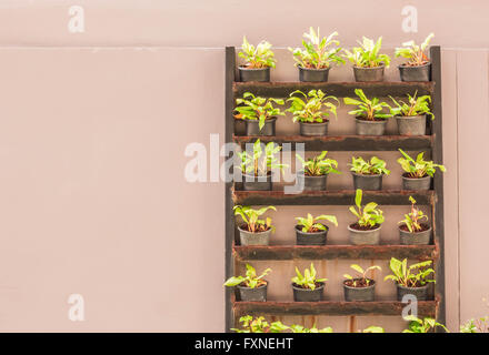 Le piante coltivate in vasi decorati. Foto Stock