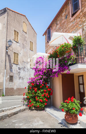 Fiori decorativi sulla strada stretta di Piana comune in una luminosa giornata estiva. La Corsica, Francia Foto Stock