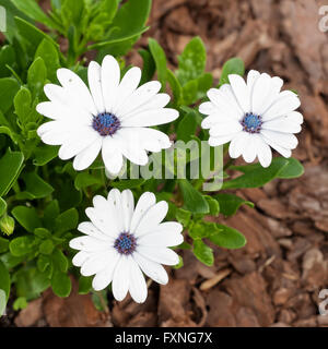 Osteospermum bianco. Altri nomi comuni: South African daisy, Cape daisy e blue-eyed daisy. Foto Stock