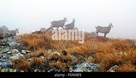 Gruppo di camoscio in autunno misty Zapadne Tatry montagne vicino Vysna picco Magura Foto Stock