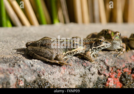 Acqua iberica rana, Pelophylax perezi a lato del bacino idrico, Andalusia, Spagna Foto Stock