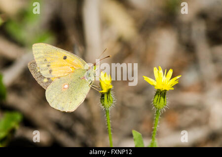 Dark offuscato giallo o offuscato comune giallo, butterfly, Colias croceus Spagna. Andalusia. Foto Stock