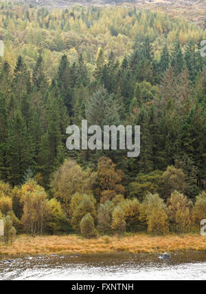 Bosco misto in autunno colore accanto Llynau Mymbyr, Capel Curig, Galles del Nord, Regno Unito Foto Stock