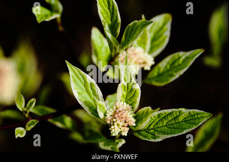 Cornus alba elegantissima, sanguinello, Cornaceae Foto Stock