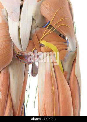 Anatomia umana della natica, illustrazione del computer. Foto Stock