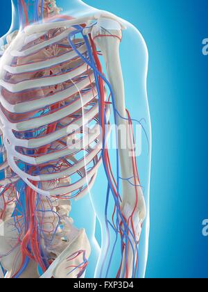 Sistema vascolare umano, illustrazione del computer. Foto Stock