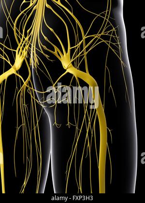 Sistema nervoso umano, illustrazione del computer. Foto Stock