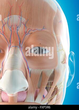 Volto umano anatomia, illustrazione del computer. Foto Stock