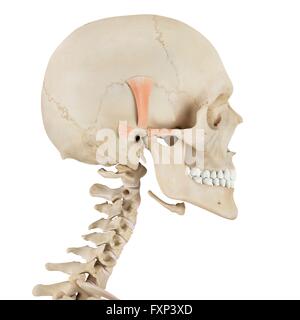 Cranio umano i muscoli, illustrazione del computer. Foto Stock