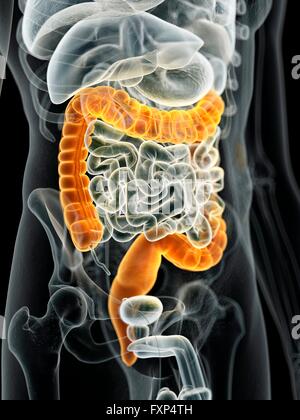 Maschio di intestino crasso, illustrazione del computer. Foto Stock