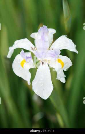Grande iris selvatici o fata iris (Dietes grandiflora), Cape Town, Sud Africa. Foto Stock
