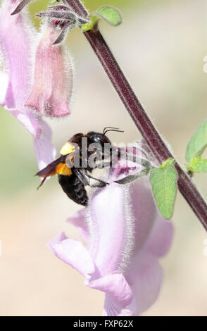 Carpenter bee (Xylocopa caffra) su wild foxglove (Ceratotheca triloba), Cape Town, Sud Africa. Foto Stock