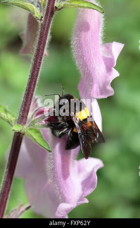 Carpenter bee (Xylocopa caffra) su wild foxglove (Ceratotheca triloba), Cape Town, Sud Africa. Foto Stock