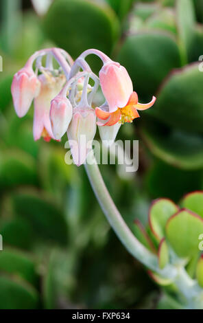 Del maiale (orecchio cotiledone orbiculata), Cape Town, Sud Africa. Foto Stock