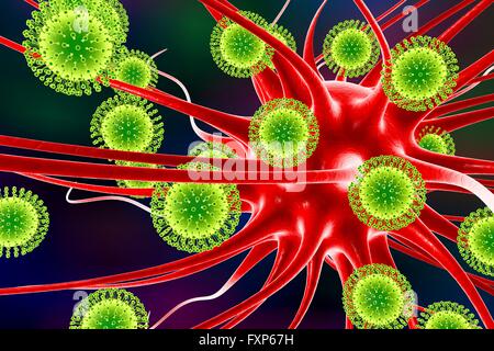 Zika virus di infettare i neuroni, illustrazione del computer. Questo è un RNA (acido ribonucleico) virus dalla famiglia Flaviviridae. Essa è trasmessa agli esseri umani attraverso il morso di un virus per Aedes sp. zanzara. Essa provoca febbre zika, una malattia lieve con sintomi inclusi rash, dolori articolari e congiuntivite. Il virus di Zika ha dimostrato di replicarsi in cellule nervose. Questo può portare a microcefalia (testina di piccole dimensioni) nei feti, che possono causare aborto spontaneo o morte subito dopo la nascita o portare a ritardi di sviluppo e disturbi. Nei bambini e negli adulti può portare alla sindrome di Guillain-Barre, che provoca Foto Stock