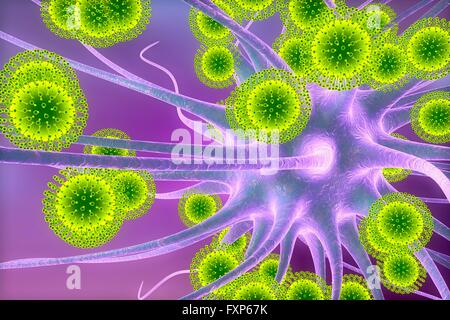 Zika virus di infettare i neuroni, illustrazione del computer. Questo è un RNA (acido ribonucleico) virus dalla famiglia Flaviviridae. Essa è trasmessa agli esseri umani attraverso il morso di un virus per Aedes sp. zanzara. Essa provoca febbre zika, una malattia lieve con sintomi inclusi rash, dolori articolari e congiuntivite. Il virus di Zika ha dimostrato di replicarsi in cellule nervose. Questo può portare a microcefalia (testina di piccole dimensioni) nei feti, che possono causare aborto spontaneo o morte subito dopo la nascita o portare a ritardi di sviluppo e disturbi. Nei bambini e negli adulti può portare alla sindrome di Guillain-Barre, che provoca Foto Stock