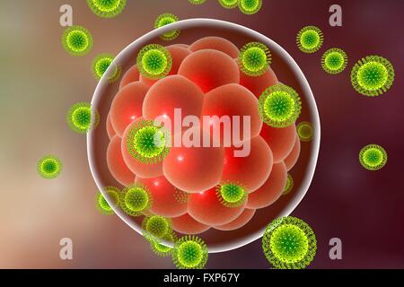 Zika virus di infettare embrione umano, illustrazione del computer. Questo è un RNA (acido ribonucleico) virus dalla famiglia Flaviviridae. Essa è trasmessa agli esseri umani attraverso il morso di un virus per Aedes sp. zanzara. Essa provoca febbre zika, una malattia lieve con sintomi inclusi rash, dolori articolari e congiuntivite. Nel 2015 un precedentemente sconosciuta di collegamento tra Zika infezione nelle donne in stato di gravidanza e microcefalia (testina di piccole dimensioni) nei neonati è stato riportato. Questo può causare aborto spontaneo o morte subito dopo la nascita o portare a ritardi di sviluppo e disturbi. Foto Stock