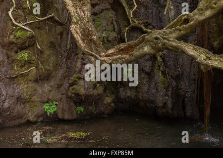 Bagni di Afrodite grotta con laghetto e acqua Primavera nel Parco Nazionale di Akamas, Paphos,Cipro Foto Stock
