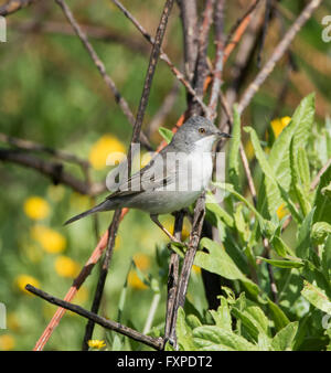 Femmina Trillo Ruppells Sylvia rueppelli Foto Stock