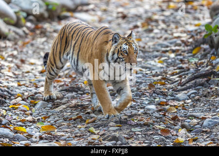 Un bengal Bijrani Tigre aggirava nella foresta di Jim Corbett National Park, India. ( Panthera Tigris ) Foto Stock