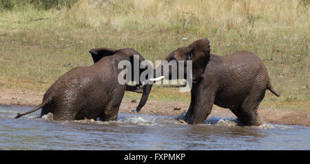 Giovani elefanti wrestling Pilanesberg game reserve Foto Stock