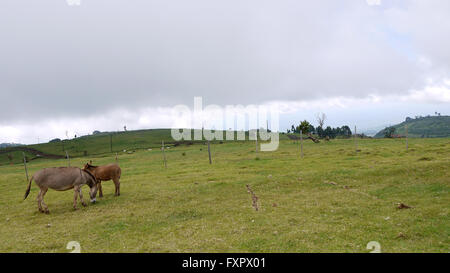 Kapchorwa, Uganda. 16 Aprile, 2016. Un'immagine vista sulla piazza del villaggio Teryet incastonato sulle pendici del monte Elgon in Uganda. La zona vergine sarà home in Uganda il primo High Altitude Sports Training Center. Lo sviluppo sarebbe salvare gli atleti ugandesi da coprire lunghe distanze di treno in altopiani del Kenya. Foto Stock