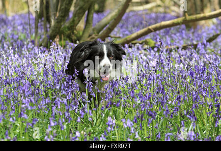 Vecchio Simm Copse vicino Effingham nelle colline del Surrey, Inghilterra, Regno Unito. Il 17 aprile 2016. Un Border Collie orologi è proprietario nel bluebells nel Surrey sulle colline vicino a Effingham. Il tradizionale inglese bluebells coprono un area di circa 1 chilometro quadrato in antichi boschi noto come Old Simm Copse. Credito: Julia Gavin UK/Alamy Live News Foto Stock