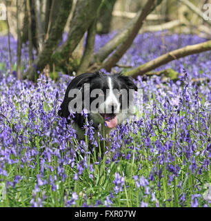 Vecchio Simm Copse vicino Effingham nelle colline del Surrey, Inghilterra, Regno Unito. Il 17 aprile 2016. Un Border Collie orologi è proprietario nel bluebells nel Surrey sulle colline vicino a Effingham. Il tradizionale inglese bluebells coprono un area di circa 1 chilometro quadrato in antichi boschi noto come Old Simm Copse. Credito: Julia Gavin UK/Alamy Live News Foto Stock