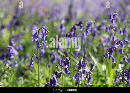 Vecchio Simm Copse vicino Effingham nelle colline del Surrey, Inghilterra, Regno Unito. Il 17 aprile 2016. Il bluebells sono in piena fioritura creando un fragrante tappeti di blu nel Surrey sulle colline vicino a Effingham. Il tradizionale inglese bluebells coprono un area di circa 1 chilometro quadrato in antichi boschi noto come Old Simm Copse. Credito: Julia Gavin UK/Alamy Live News Foto Stock