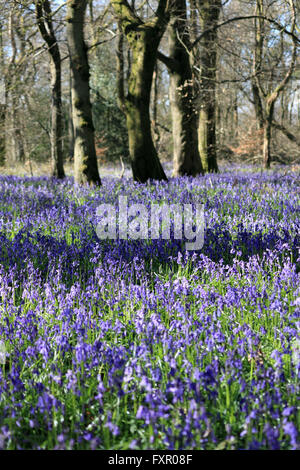 Vecchio Simm Copse vicino Effingham nelle colline del Surrey, Inghilterra, Regno Unito. Il 17 aprile 2016. Il bluebells sono in piena fioritura creando un fragrante tappeti di blu nel Surrey sulle colline vicino a Effingham. Il tradizionale inglese bluebells coprono un area di circa 1 chilometro quadrato in antichi boschi noto come Old Simm Copse. Credito: Julia Gavin UK/Alamy Live News Foto Stock