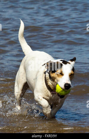 Cani giocando a New Brighton, Wirral, Cheshire, Regno Unito. Domenica 17 Aprile 2016. I cani in gioco il surf e la sabbia sulla nuova spiaggia di Brighton. Dopo un freddo gelido e avviare il sole presto riscaldato il fiume Mersey abbastanza per questi cani per godersi la loro domenica nuotare. Cernan Elias/Alamy Live News Foto Stock