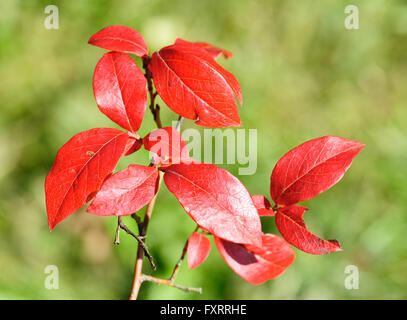 Rosso Foglie di autunno di un Northern highbush mirtillo, Vaccinium corymbosum Foto Stock