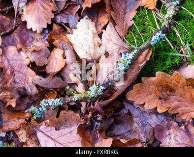 Il Lichen presso un ramoscello sul suolo forestale coperta con l'autunno di foglie di quercia Foto Stock