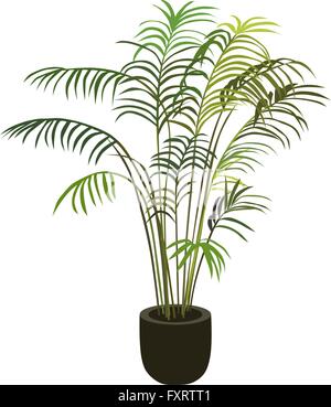Tropical Palm tree in vaso, vettore isolato Illustrazione Vettoriale