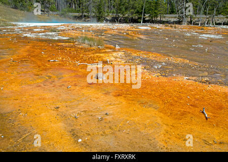 Silex molla alla fontana vaso di vernice nel Parco Nazionale di Yellowstone Foto Stock