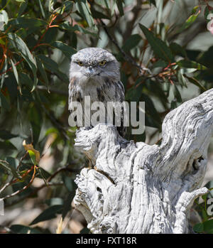 Bruno Frogmouth (Podargus strigoides), Australia Foto Stock