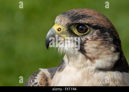 Lanner Falcon colpo di testa Foto Stock