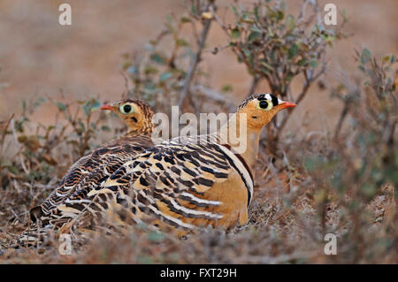 Dipinto Sandgrouses (Pterocles indicus), maschio e femmina sul terreno, Ranthambhore National Park, Rajasthan, India Foto Stock