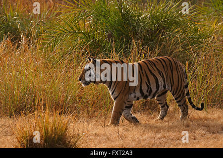 Il Bengala o Indian Tiger (Panthera tigris tigris), maschio, Parco Nazionale di Kanha, Madhya Pradesh, India Foto Stock