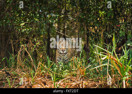 Jaguar (Panthera onca) a piedi attraverso la fitta vegetazione, Pantanal, Brasile Foto Stock