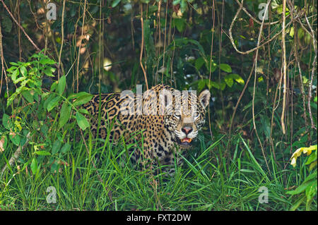 Jaguar (Panthera onca) a piedi attraverso la fitta vegetazione, Pantanal, Brasile Foto Stock