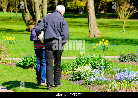 Lund, Svezia - 11 Aprile 2016: ogni giorno la vita della città. Coppia senior è fuori guardando i fiori al pubblico il giardino botanico di trainare Foto Stock