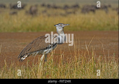 Kori Bustard (Ardeotis kori), il Masai Mara riserva nazionale, Kenya Foto Stock