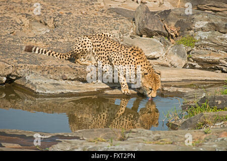 Ghepardo (Acinonyx jubatus) bevendo un waterhole, Masai Mara riserva nazionale, Kenya Foto Stock