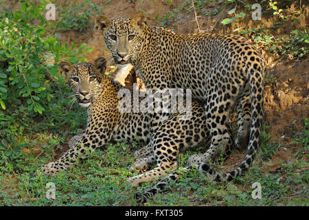 Due dello Sri Lanka Leopardi (Panthera pardus kotiya), Yala National Park, Sri Lanka Foto Stock