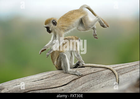 Le scimmie Vervet (Chlorocebus pygerythrus) giocando, Parco Nazionale di Tarangire e, Tanzania Foto Stock